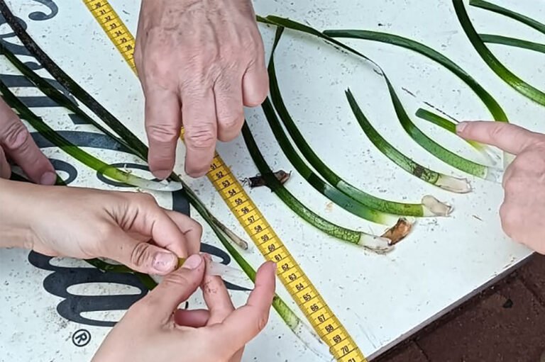 Posidonia